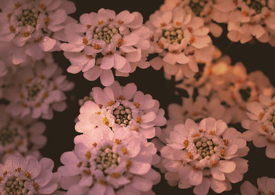 Close-up of flowering plants