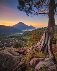 A beautifull view of tree and sindoro mount with sunrise background