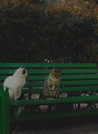 animal themes