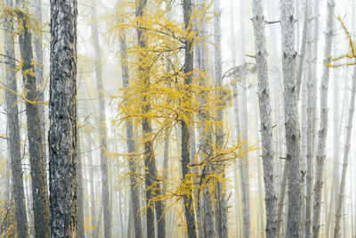 Pine trees in forest