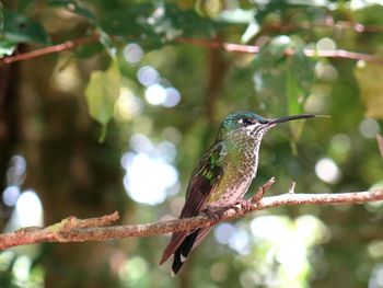 Close-up of bird perching on branch