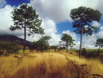 Trees on field against sky
