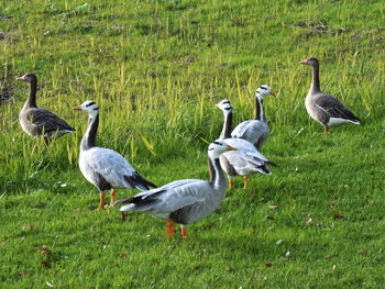 Mallard ducks on grass by lake