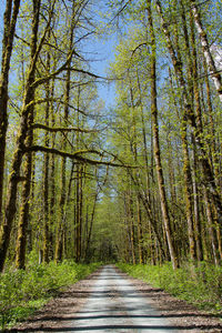 Road amidst trees in forest during autumn