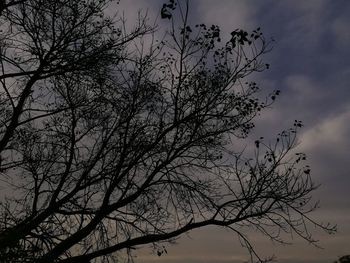Low angle view of silhouette bare tree against sky
