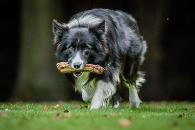 Portrait of dog carrying bone while walking on grassy field