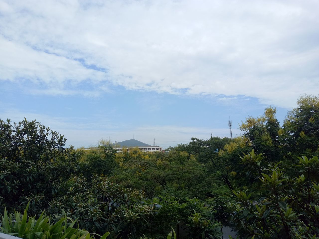 PLANTS GROWING AGAINST SKY