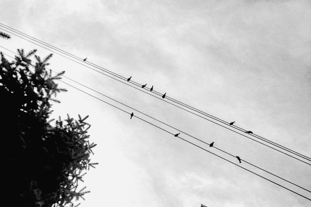 sky, low angle view, cloud - sky, cable, bird, nature, vertebrate, animal themes, animal, power line, group of animals, day, no people, connection, animals in the wild, electricity, animal wildlife, perching, large group of animals, technology, outdoors, flock of birds, power supply, telephone line