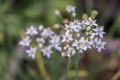 Close-up of white flowering plant