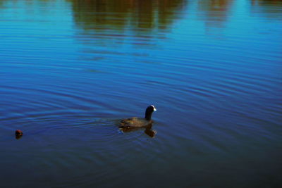 High angle view of duck swimming in lake