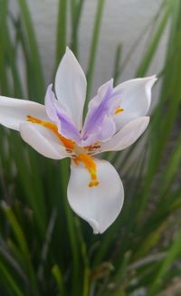 Close-up of white flowers blooming outdoors