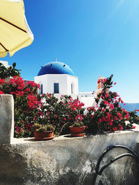 Potted plants by building against clear blue sky