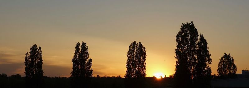 Silhouette of trees during sunset