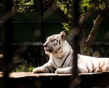 Tiger in a zoo