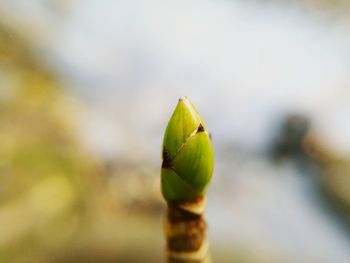 Close-up of green leaf