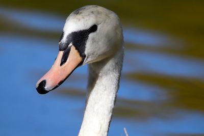 Close-up of swan