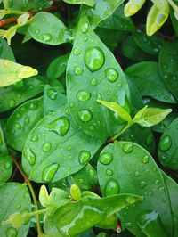 Close-up of dew drops on leaves