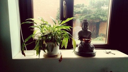 Potted plants on window sill