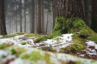 Trees in forest