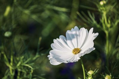 Close-up of white daisy flower