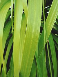 Full frame shot of palm leaves