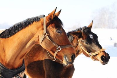 Close-up of horse against sky