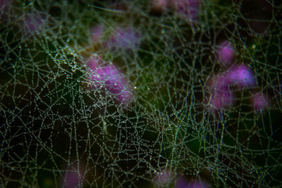 Close-up of purple spider web
