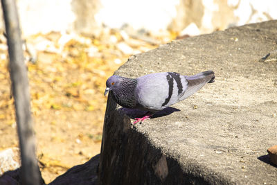 A male pigeon bird dancing on top of a wall well made of cement to attract female, 