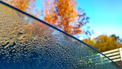 Close-up of autumn tree against blue sky