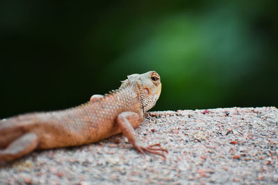 Close-up of lizard on rock