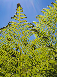 Low angle view of fern leaves against sky