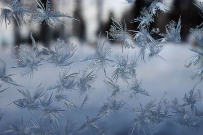 Close-up of frozen plants during winter