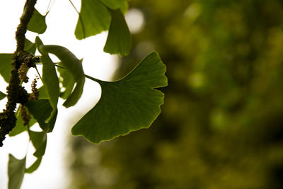 Close-up of leaves