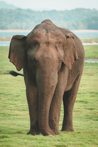 Close-up of elephant on field