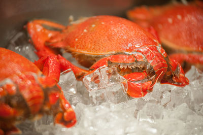 Close-up of food