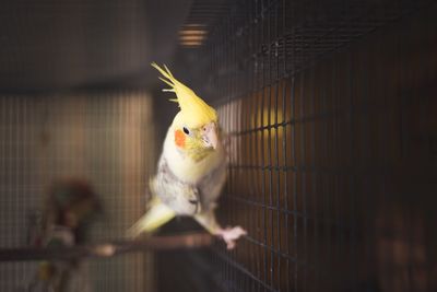 View of a bird in cage