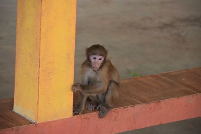 Close-up of monkey in monkey cave, chiang rai, thailand