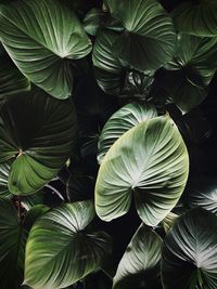 Close-up of green leaves on plant