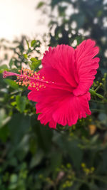 Close-up of pink hibiscus flower