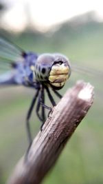 Close up of butterfly