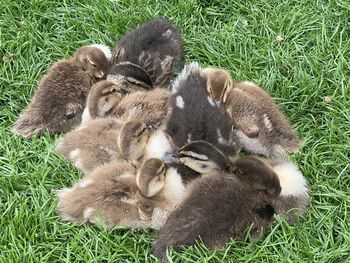 High angle view of ducklings on field