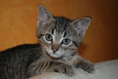 Close-up portrait of cat