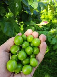 Close-up of tomatoes growing on field