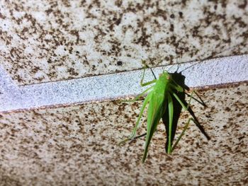 Close-up of insect