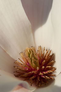 Extreme close-up of flower pollen