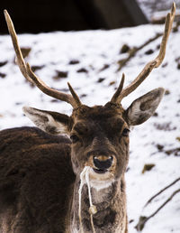 Close-up of deer in snow