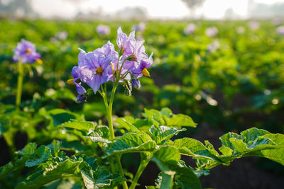 Close-up of purple flowering plant