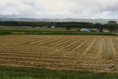 Scenic view of agricultural field against sky