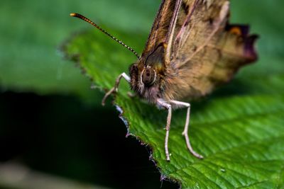 Close-up of butterfly on leaf