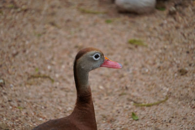 Soft eyed duck